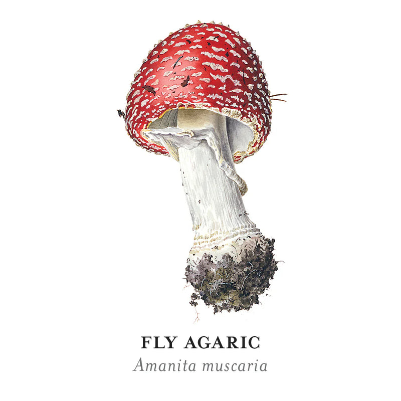 Mushrooms: Alexander Viazmensky Memory Game
sample card