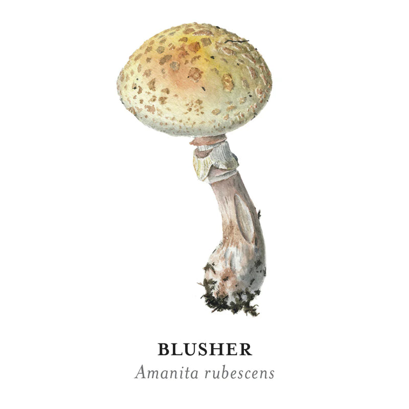 Mushrooms: Alexander Viazmensky Memory Game
sample card