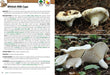Mushrooms of the Upper Midwest - sample page