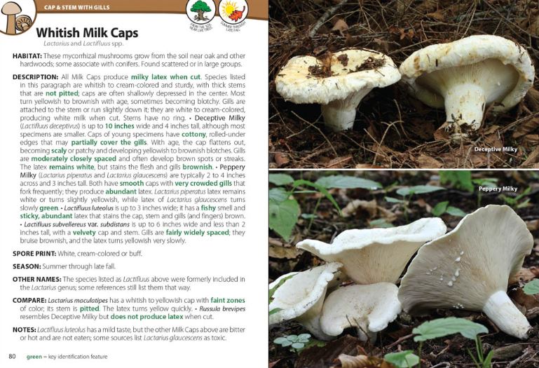 Mushrooms of the Upper Midwest - sample page