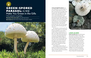 How to Forage for Mushrooms without Dying
sample pages