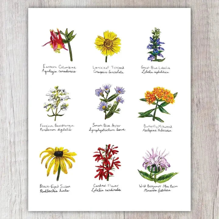 Illustrations of various native wildflowers with labels on a white background