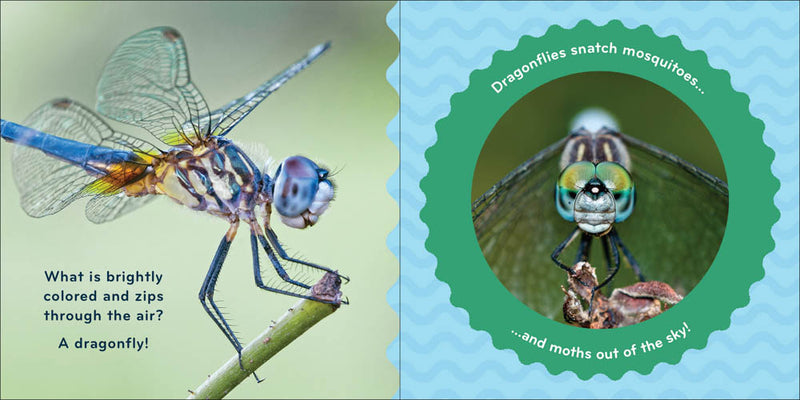 Nature Baby: Bugs Board Book