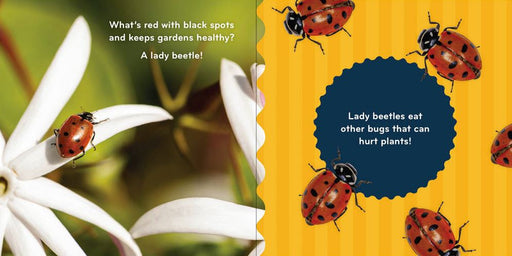 Nature Baby: Bugs Board Book sample pages