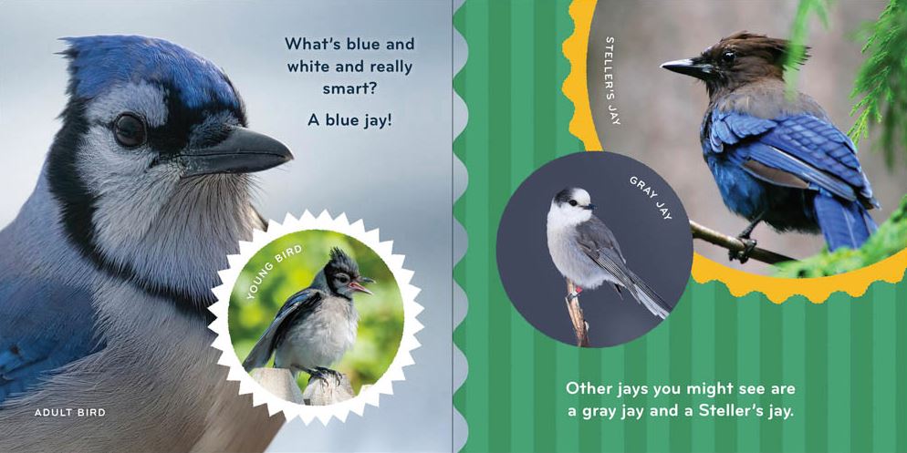 Nature Baby: Birds Board Book sample pages