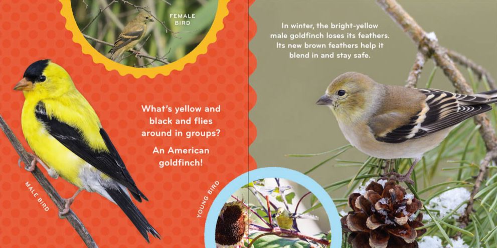 Nature Baby: Birds Board Book page examples