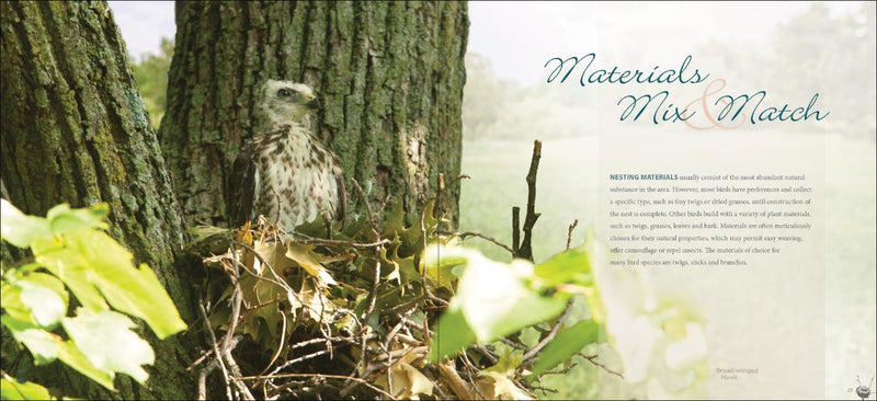 Bird Nests