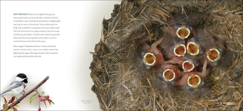 Bird Nests