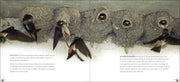 Bird Nests sample pages