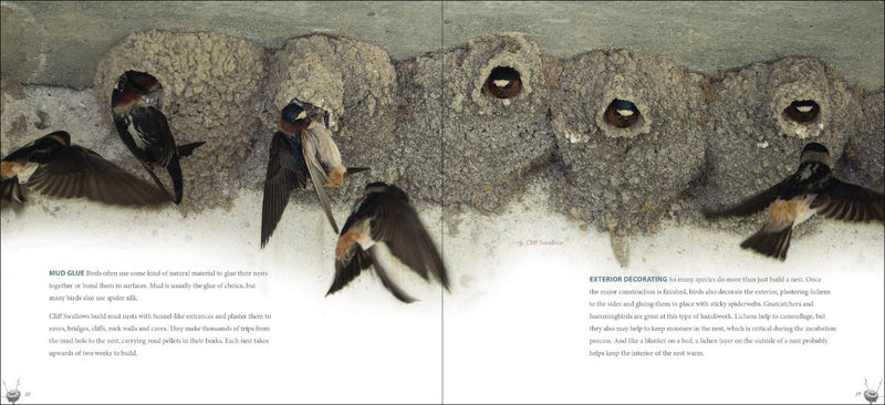 Bird Nests sample pages