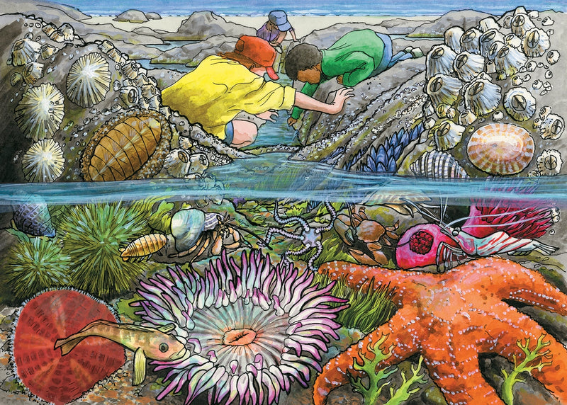 Exploring the Seashore Tray Puzzle