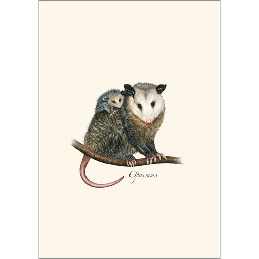 Opossums Notecard Boxed Set of 8
mama and baby