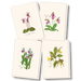 Native Orchid Assortment Notecard Boxed Set