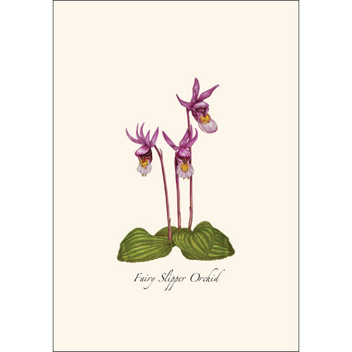 Native Orchid Assortment Notecard Boxed Set - fairy slipper