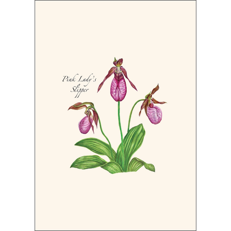 Native Orchid Assortment Notecard Boxed Set - pink lady's slipper