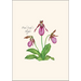 Native Orchid Assortment Notecard Boxed Set - pink lady's slipper