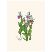Native Orchid Assortment Notecard Boxed Set - showy lady's slipper