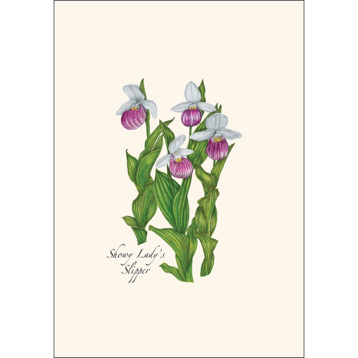 Native Orchid Assortment Notecard Boxed Set - showy lady's slipper