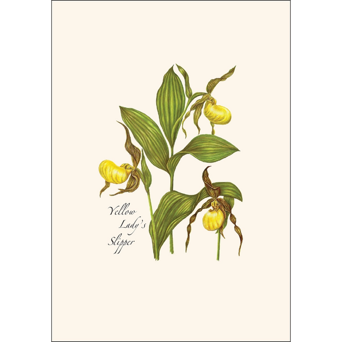Native Orchid Assortment Notecard Boxed Set - Yellow lady's slipper