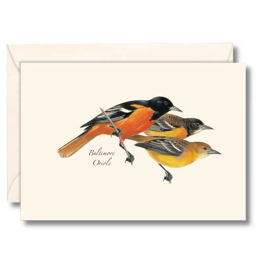 Baltimore Oriole Notecard Boxed Set of 8