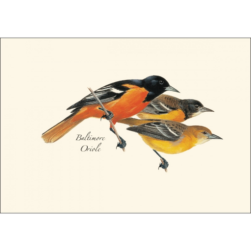 Baltimore Oriole Notecard Boxed Set of 8