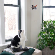 Oriole Bird Flying Mobile entertain a black and white cat