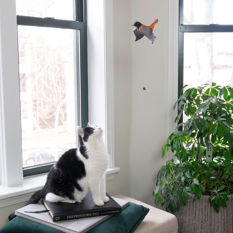 Oriole Bird Flying Mobile entertain a black and white cat