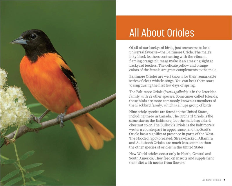 Baltimore Oriole on a branch with educational text about orioles on a green background