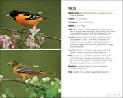 Baltimore Oriole illustration with facts on a green background