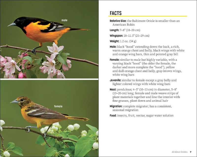 Baltimore Oriole illustration with facts on a green background