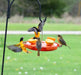 Ultimate Oriole Bundle - orioles on the ultimate oriole feeder without the baffle. 