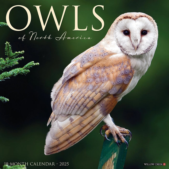 Owls 2025 Wall Calendar front cover