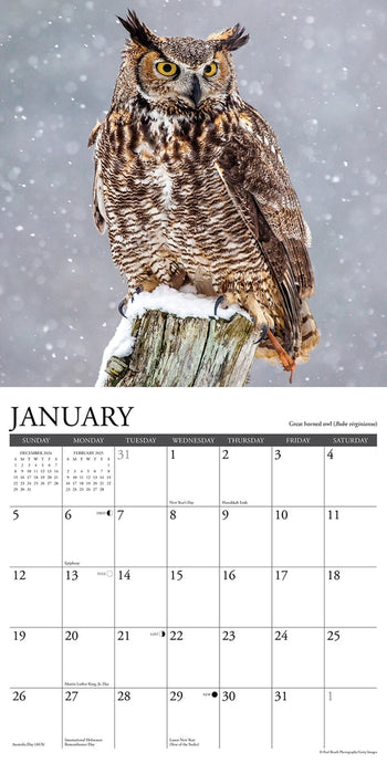 Owls 2025 Wall Calendar sample page