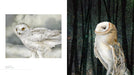 Owls: The Paintings of Jeannine Chappell - sample pages