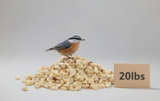 Red Breasted Nuthatch on top of pile of peanut splits