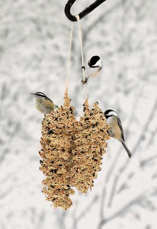 Giant Pine Cones Seed Ornaments in use