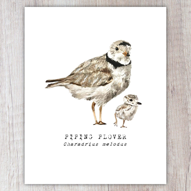 Piping Plover Note Card