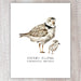 Piping Plover Note Card