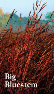 Pollinator Garden Planning Deck
picture side of card