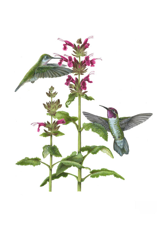 Erin E. Hunter: Pollinators Boxed Notecard Assortment - Anna’s Hummingbird and Hummingbird Sage, 2008
