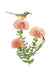 Erin E. Hunter: Pollinators Boxed Notecard Assortment -  Orange-breasted Sunbirds and Pincushion Protea, 2006 