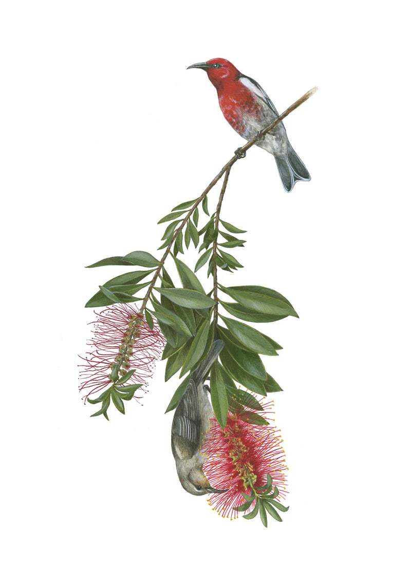 Erin E. Hunter: Pollinators Boxed Notecard Assortment - Scarlet Honeyeaters and Weeping Bottlebrush, 2008