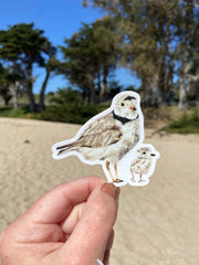 Hand holding a sticker of a piping plover and her chick with a beach and trees in the background