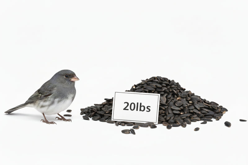 Dark-Eyed Junco standing next to pile of Premium Black Oil Sunflower seeds