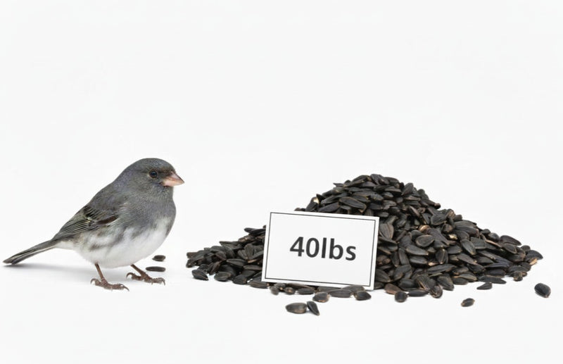 Premium Black Oil  Sunflower Seed - 40lb bag