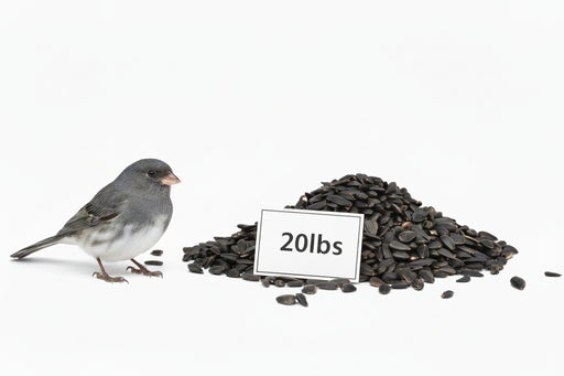 Dark-Eyed Junco standing next to pile of Premium Black Oil Sunflower seeds