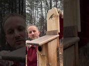 sparrow shield video demo