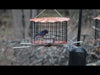 bluebird feeder video