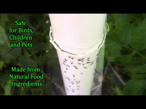 Nectar Fortress Natural Ant Repellent Twin Pack Demonstration Video