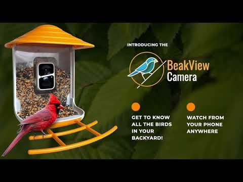BeakView bird feeder camera video demo